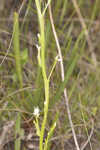 Baldwin's milkwort